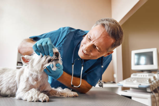 Best Emergency Dental Care for Abscessed Tooth in Green Valley, MD